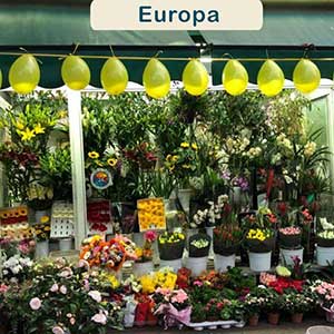 Consegna fiori in Europa
