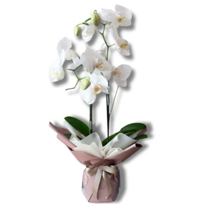 Orchidee Bianche