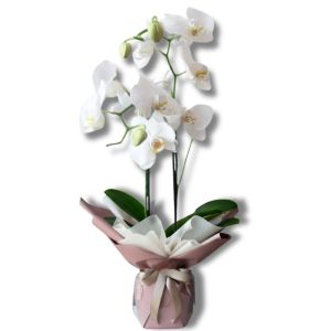Orchidee Bianche