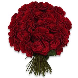 50 Rose Rosse