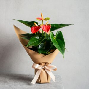 Tra 14 e 16 cm circa