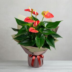 Tra 17 e 19 cm circa