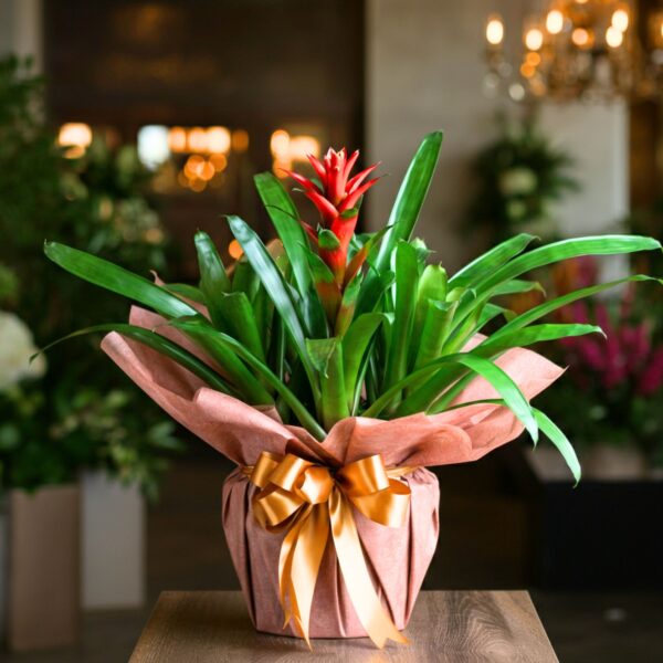Bromelia