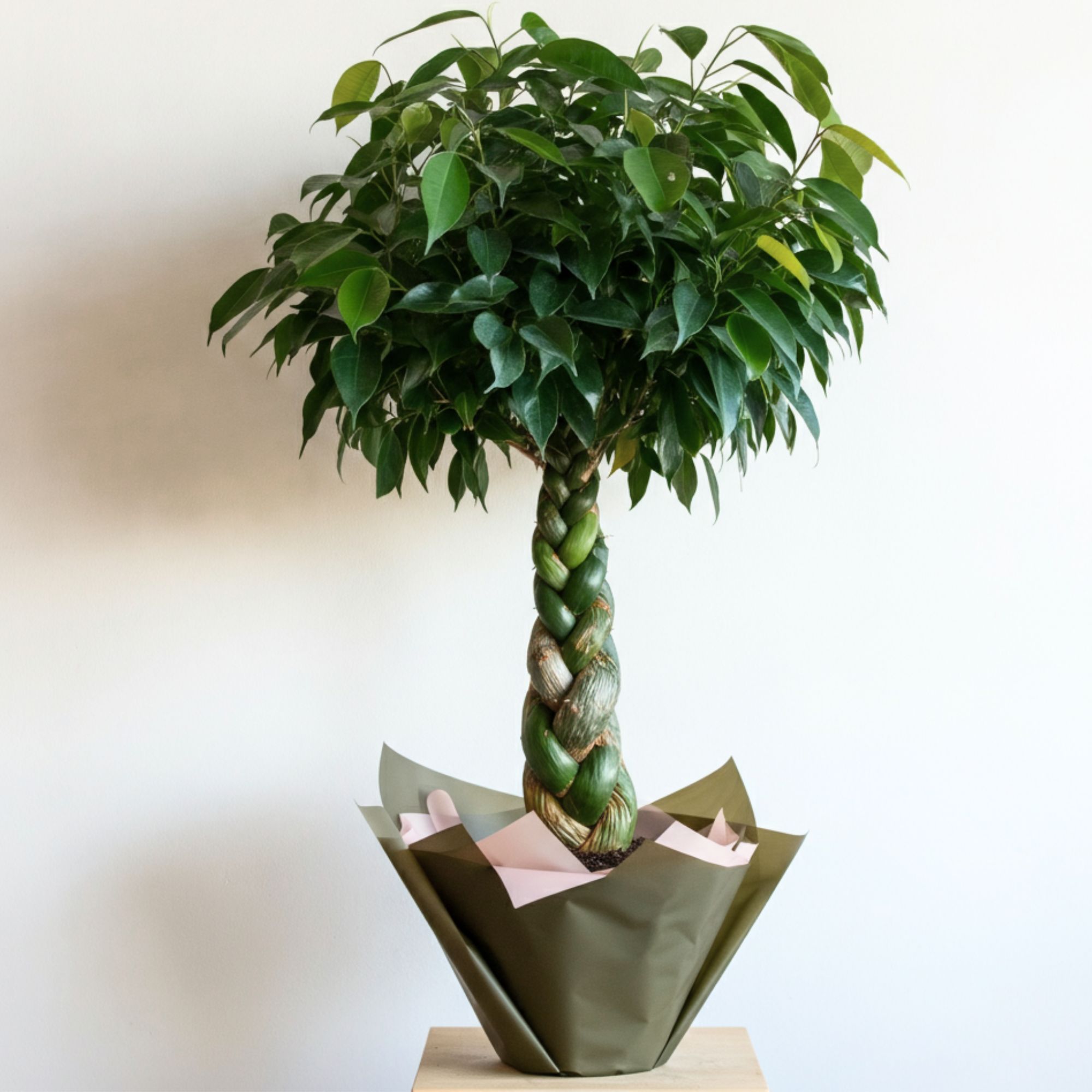 パキラ - 花のオンライン24