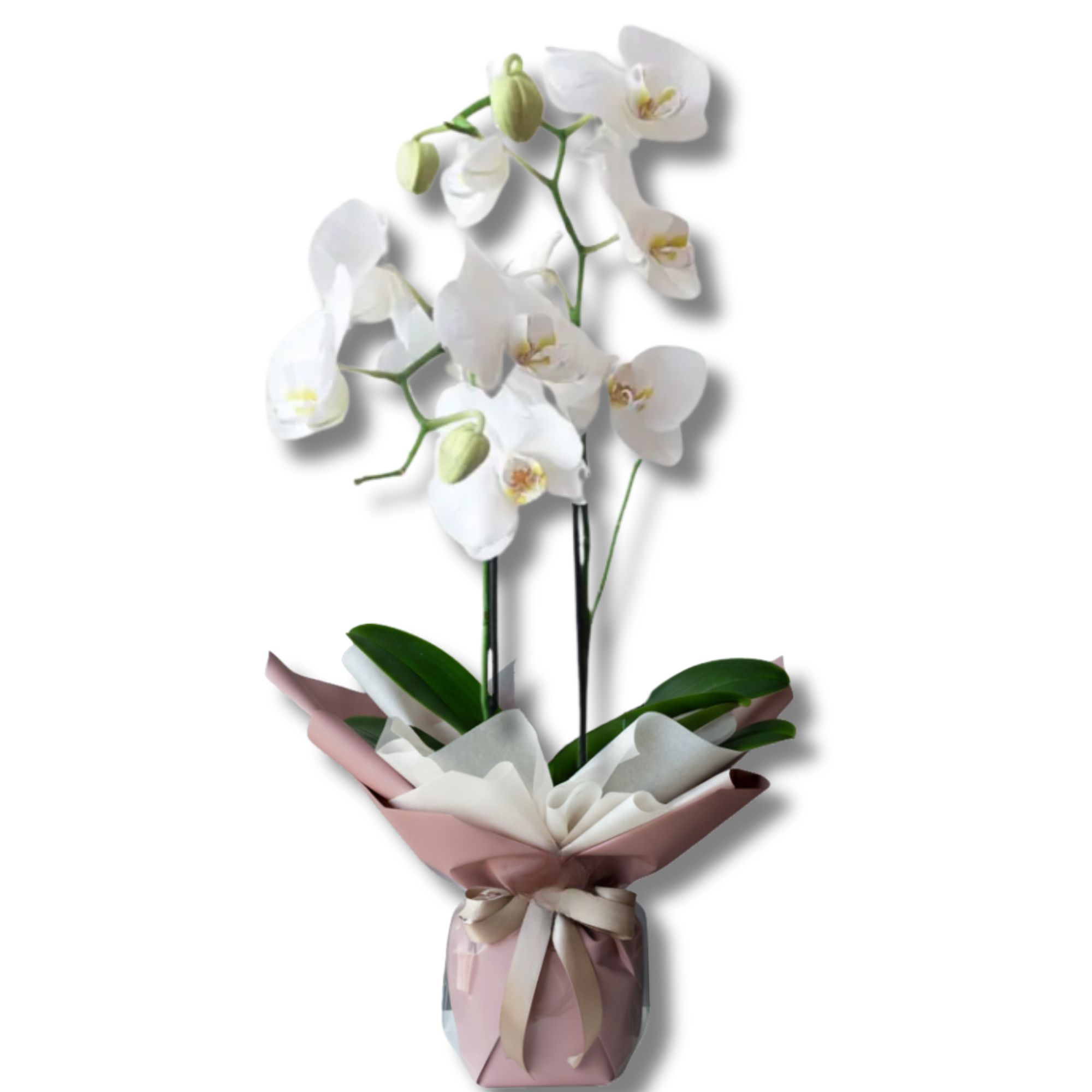 Weie Orchideen - Blumen Online 24