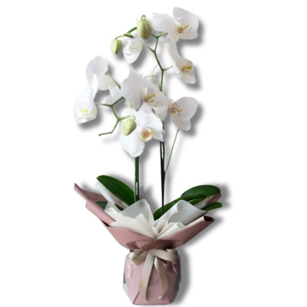 Orchidee Bianche