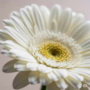 Gerbera Bianca