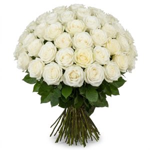 50 Rose