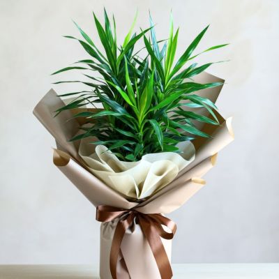 Dracena