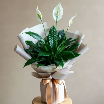 Spathiphyllum