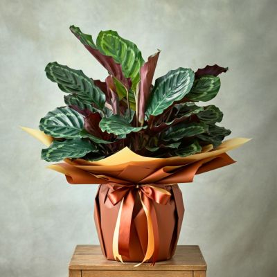 Calathea