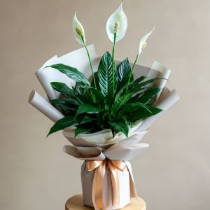 Spathiphyllum
