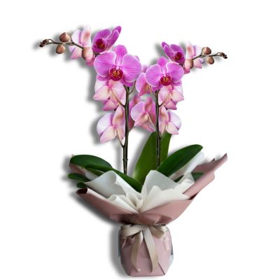 Orchidee Rosa