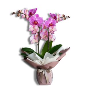Orchidee Rosa
